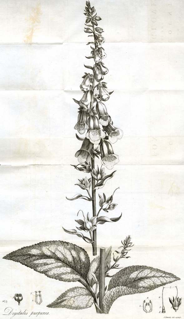 The foxglove, the frontispiece of Withering's book