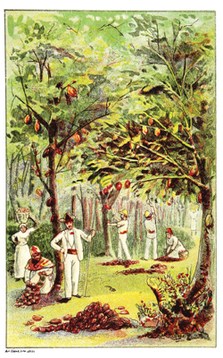 The cocoa harvest