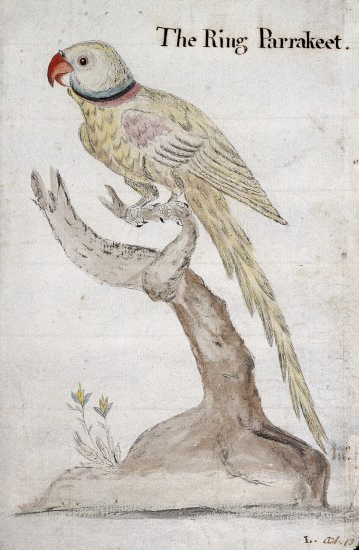 A ring-necked parakeet and a golden flycarcher. Watercolours by Lettsom. Credit: Wellcome Library, London